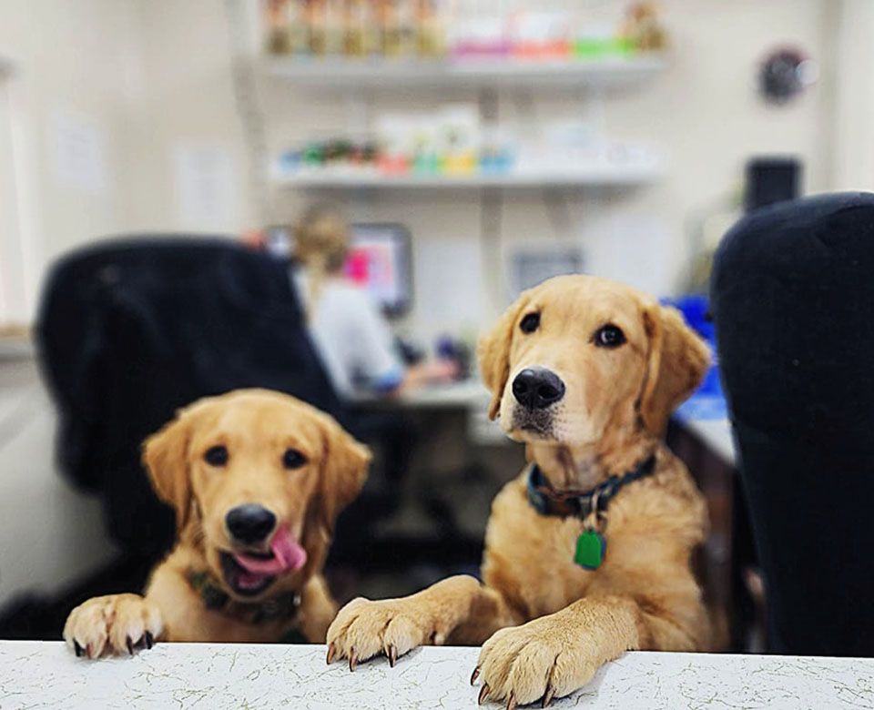 dogs at Jefferson Animal Hospital reception