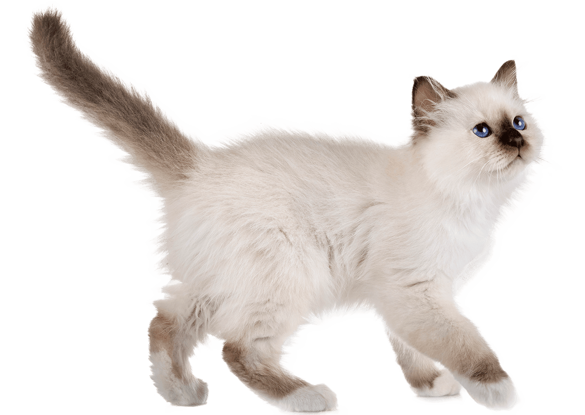 birman kitten walking