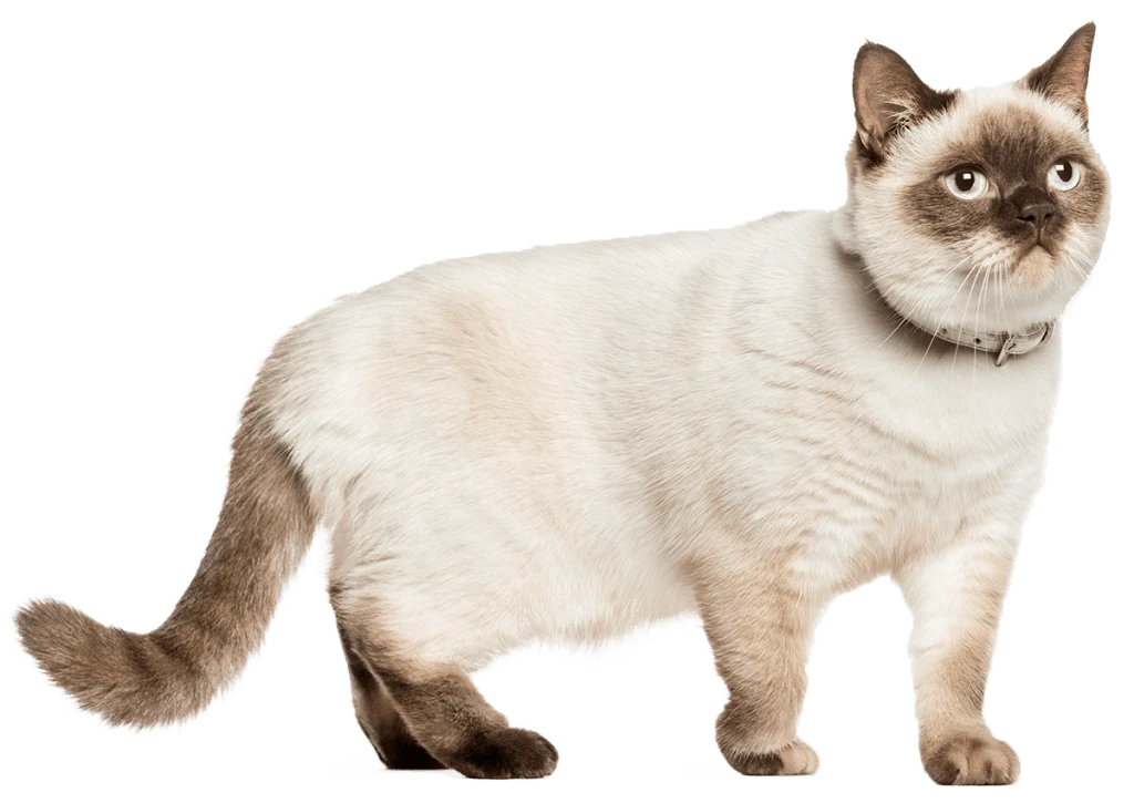 white cat walking