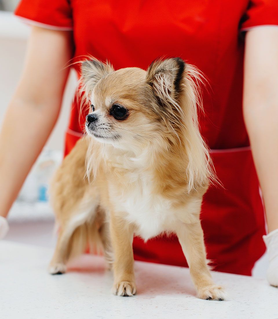chihuahua dog is examined at Jefferson Animal Hospital