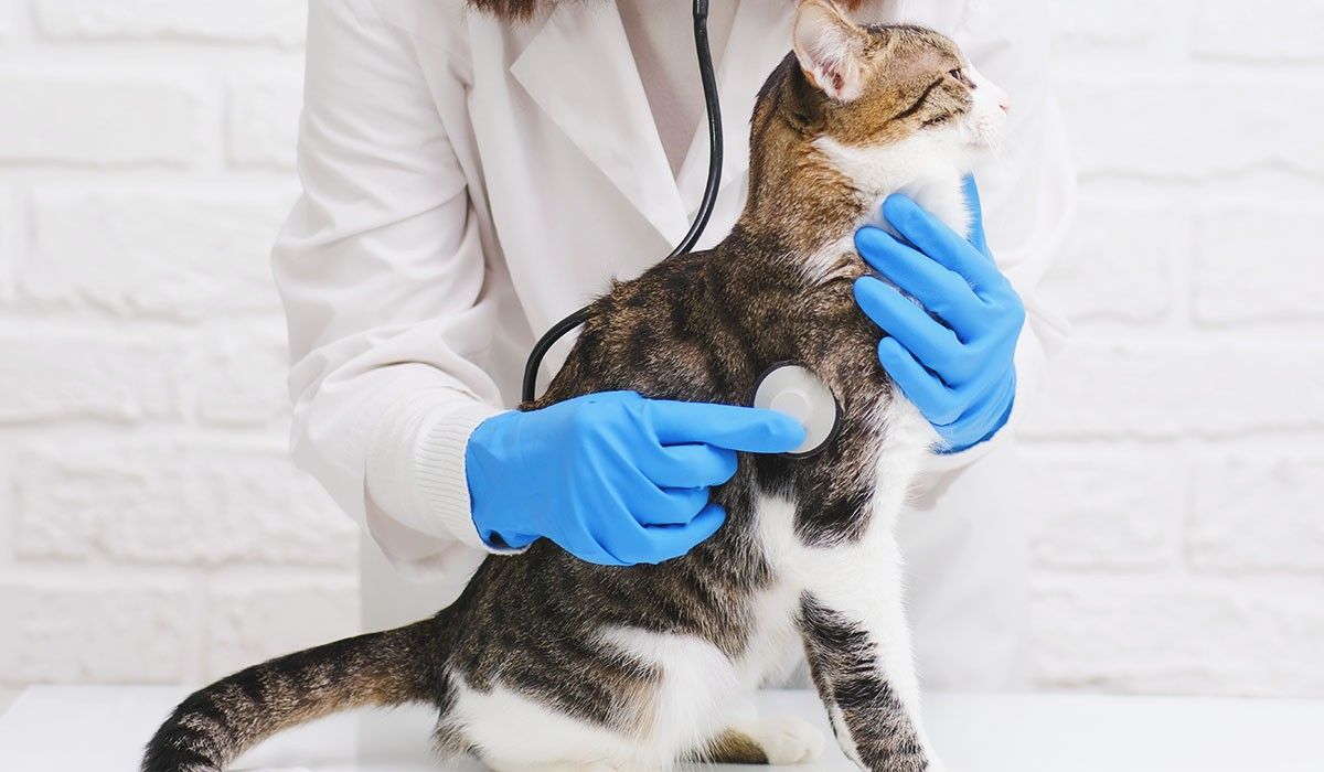 female-veterinarian-holds-sick-cat