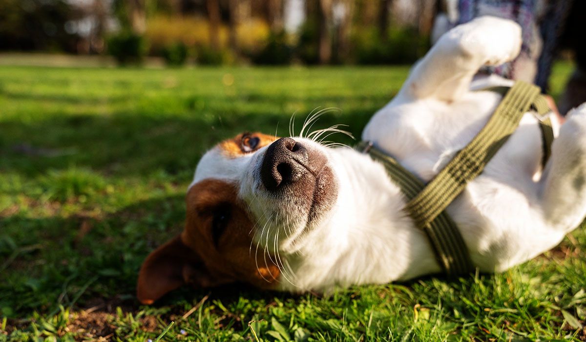 dog-chilling-on-grass-summer-care