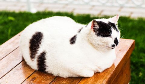 Can Being Overweight Cause Pain for Your Cat?