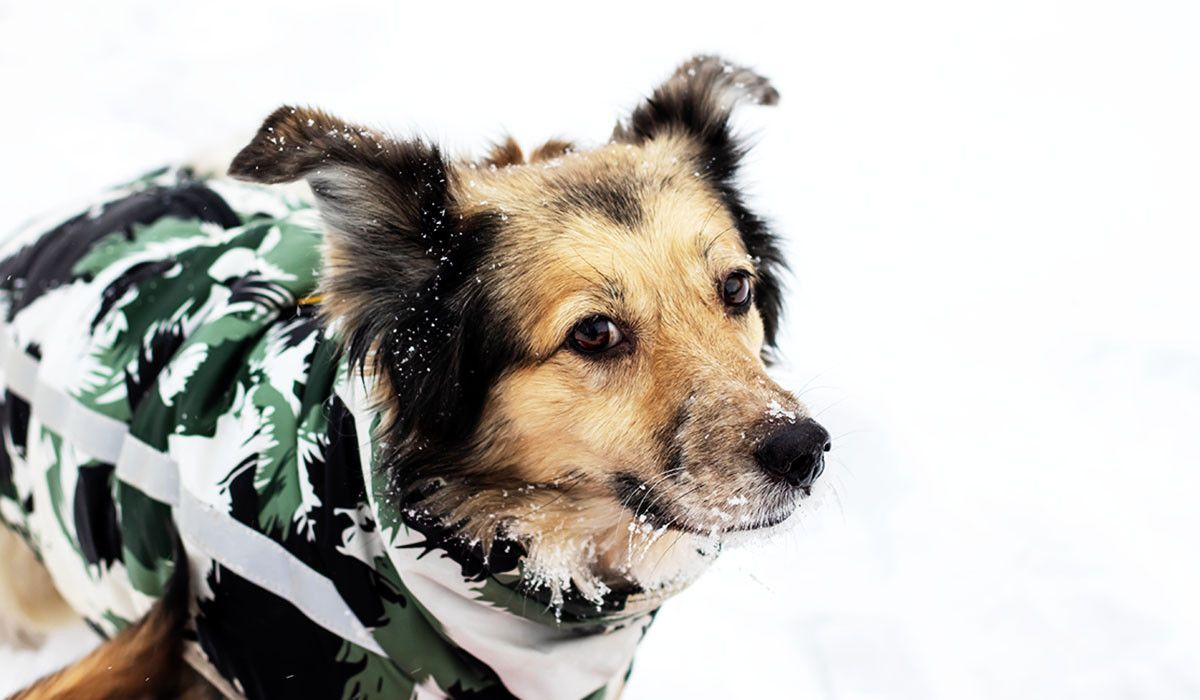 winter-pet-health-jefferson-animal-hospital-dog