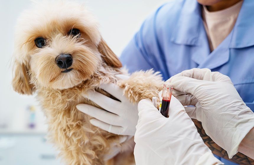 doctor taking blood from dog