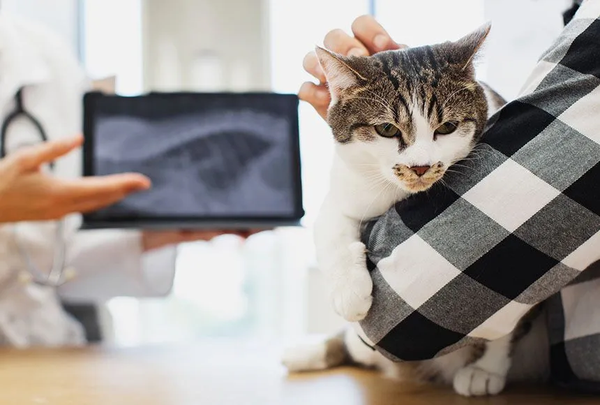 Veterinarian presenting X-Ray image of cat
