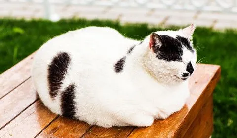 Can Being Overweight Cause Pain for Your Cat?