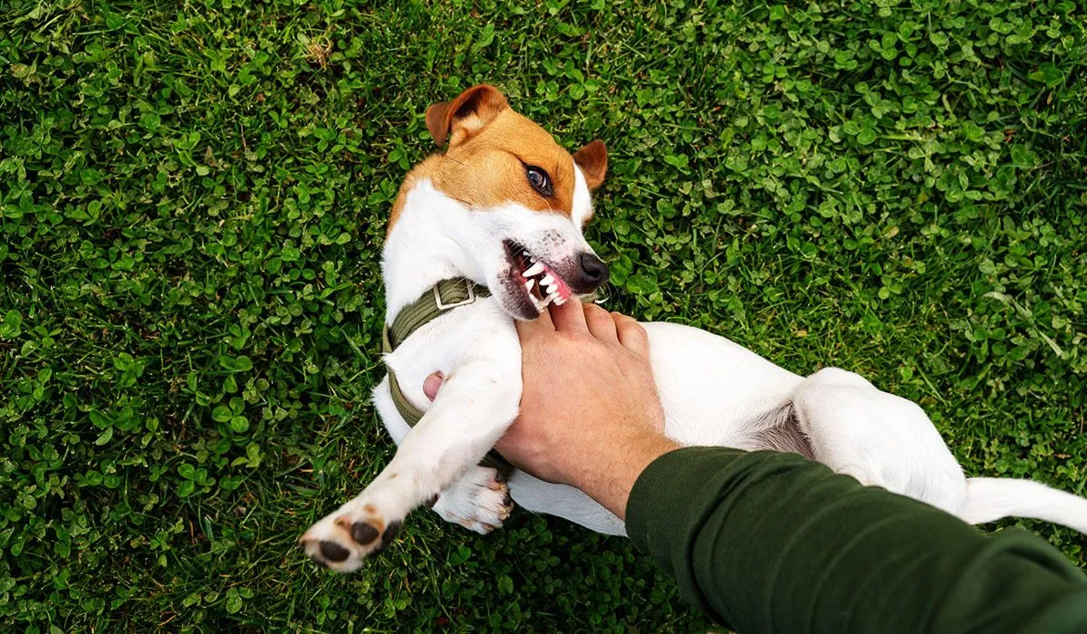 dog-bite-prevention-play-behavior-at-home