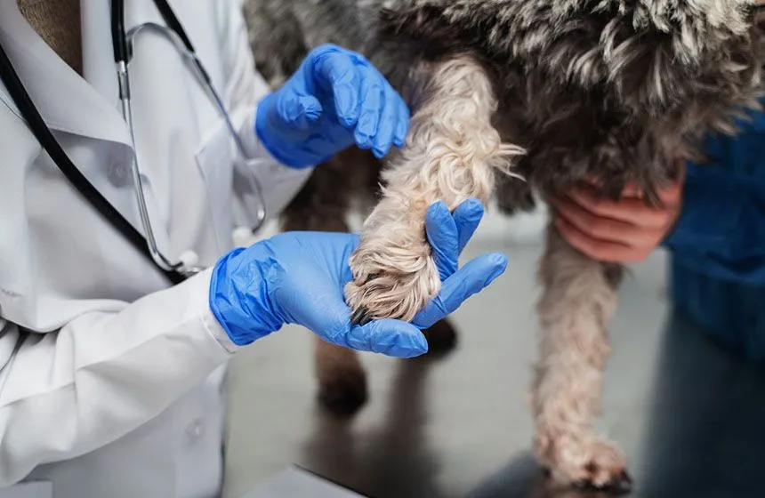 veterinarian holding dog's paw