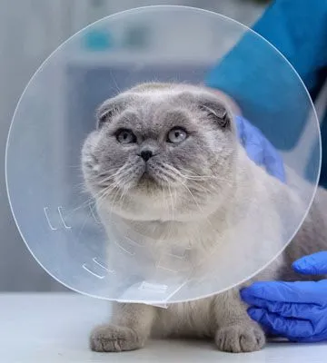 gray cat with recovery cone after surgery