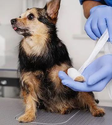 veterinary bandaging a dogs paw