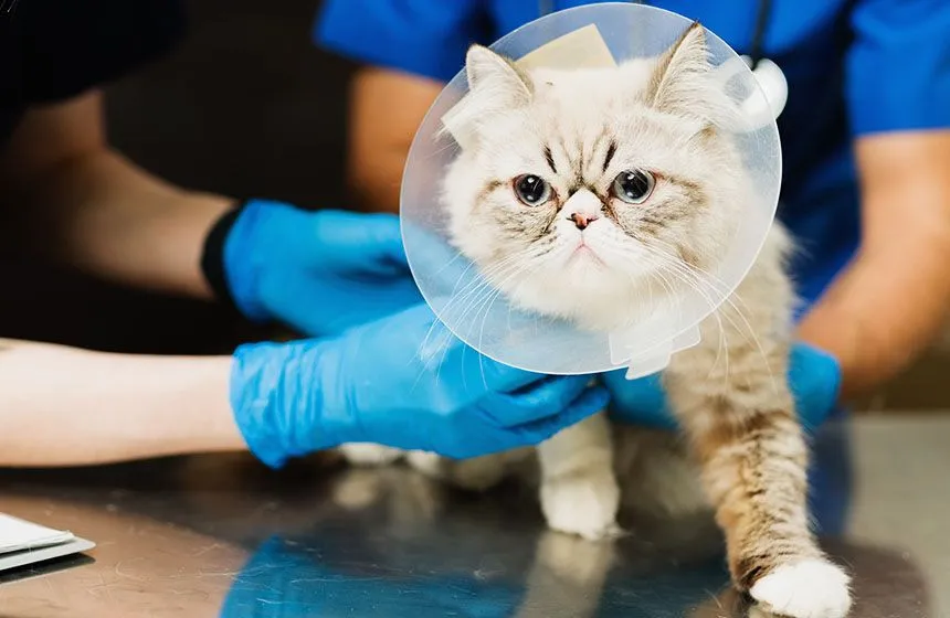cute persian cat with recovery cone after surgery
