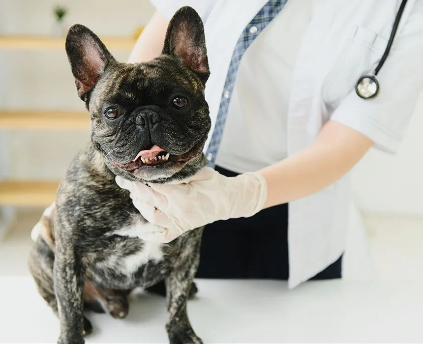 french bulldog dog veterinarian at vet clinic