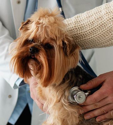 cute dog during consultation with veterinary