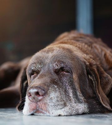dog sleeping