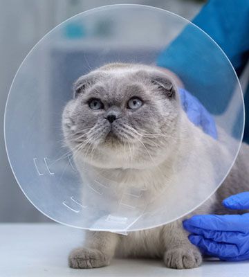 gray cat with recovery cone after surgery
