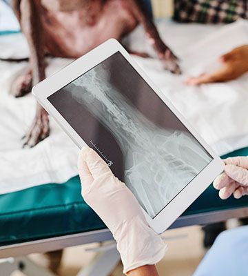 veterinarian checking dogs xray