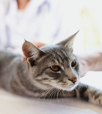 veterinarian makes ultrasound to cat
