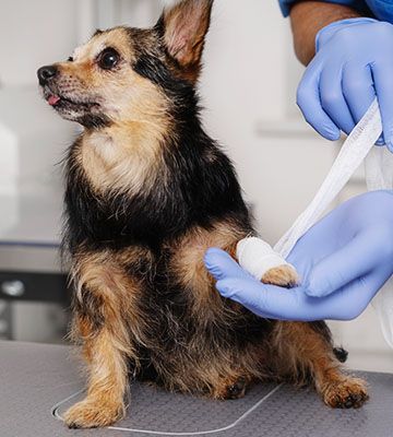 veterinary bandaging a dogs paw