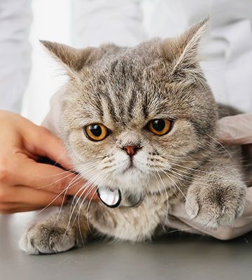 veterinary checking cute cat with stethoscope