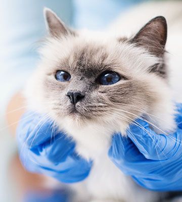 veterinary holding cat at examining room