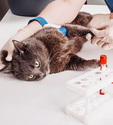 veterinary taking blood test to cat