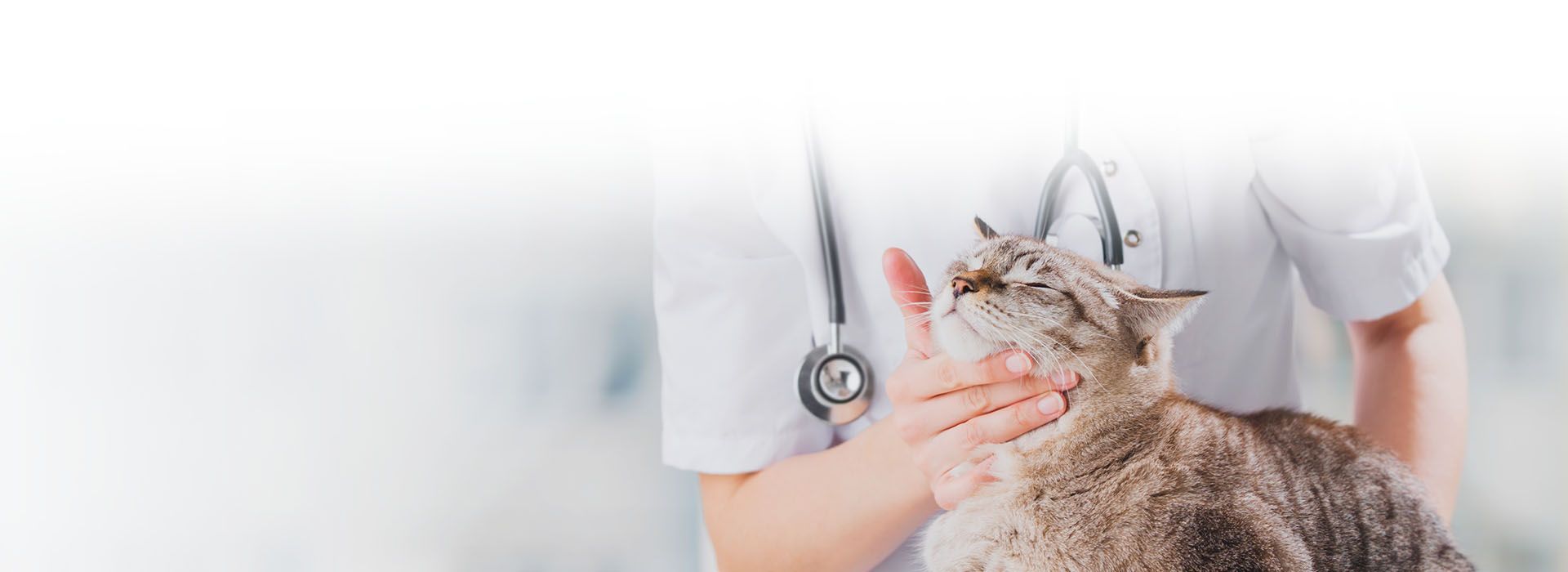 veterinary hugging cute cat