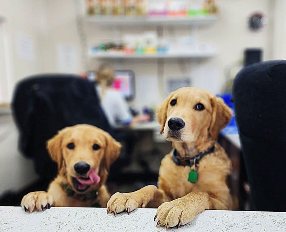 two golden retriever dogs at Jefferson Animal Hospital