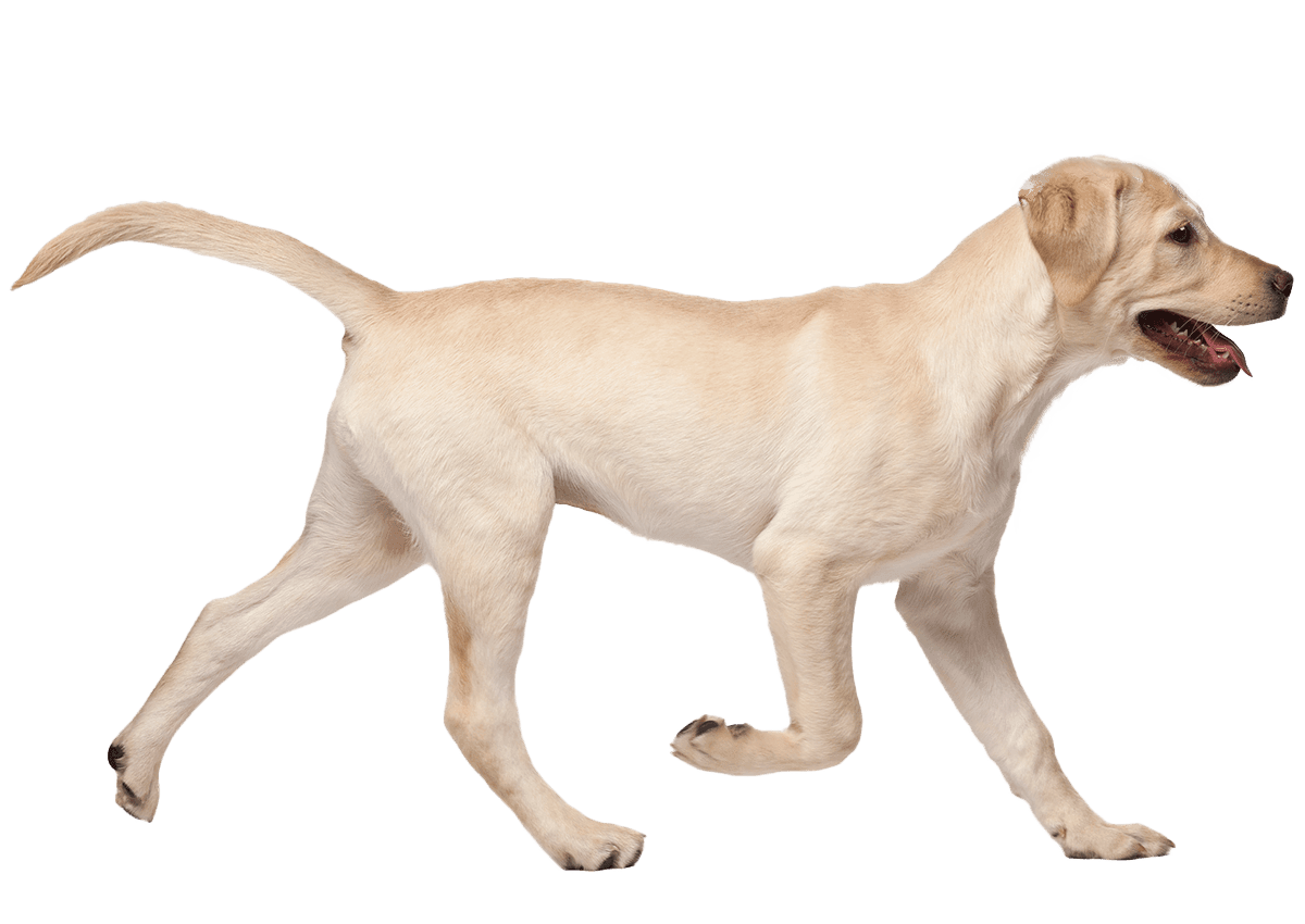 young labrador retriever