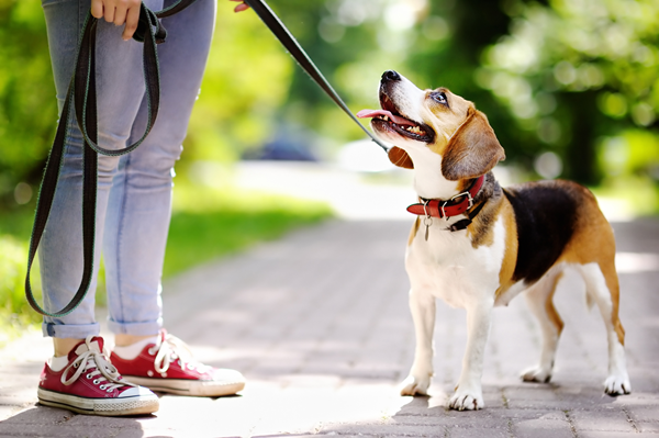 image for School’s out for summer – or is it? Tips for training your pet